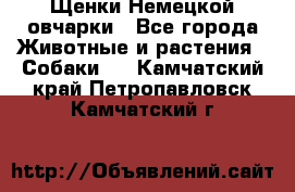 Щенки Немецкой овчарки - Все города Животные и растения » Собаки   . Камчатский край,Петропавловск-Камчатский г.